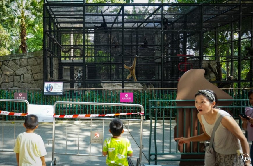 Oorzaak massale apensterfte in dierentuin Hongkong onthuld 