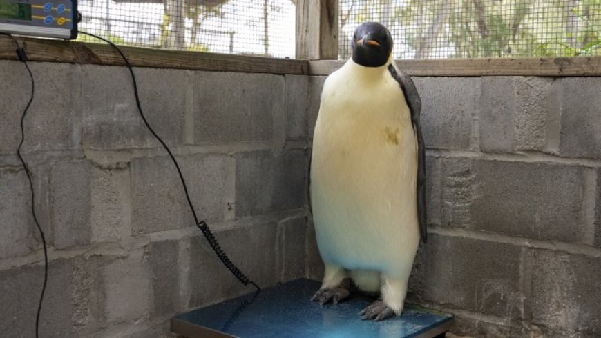 Eerste keizerspinguïn bereikt Australië, gevonden op toeristenstrand**