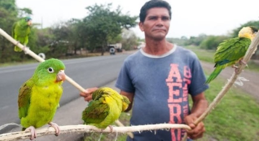 Wilde dieren in gevaar in Venezuela vanwege groeiende illegale handel