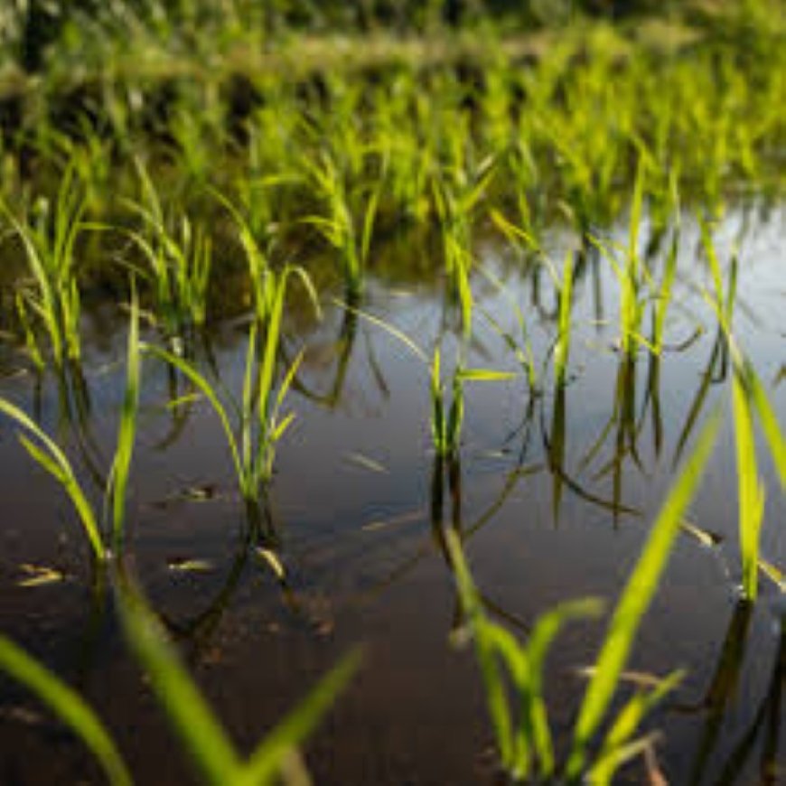 Extreem hoge waterstanden verwacht in Nickerie