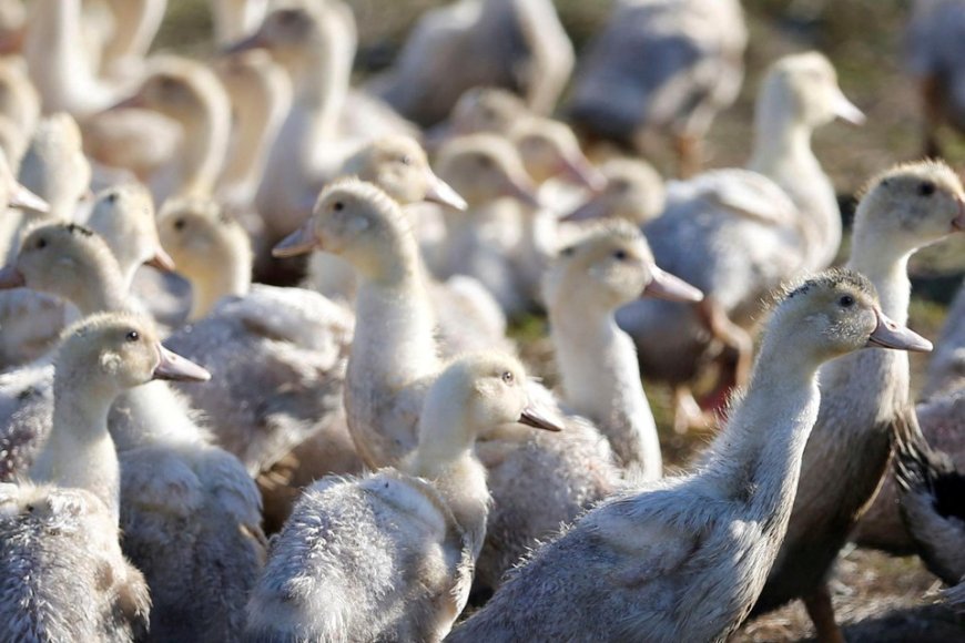 Tiener in kritieke toestand door mogelijk eerste geval van vogelgriep bij de mens in Canada