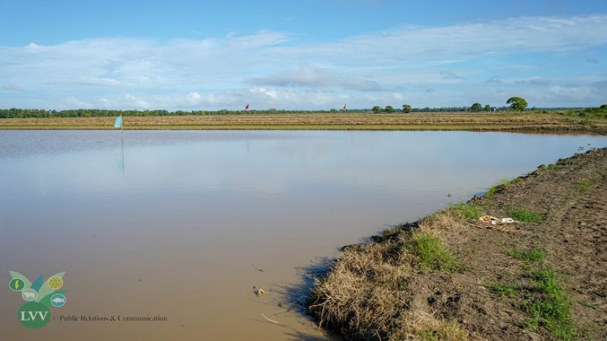 Rijstboeren Nickerie wachten op water