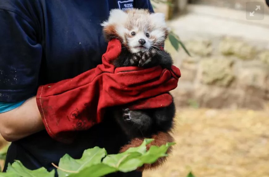 Zeldzame jonge rode panda gestorven “door stress”