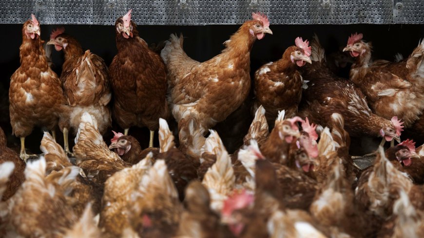 Vogelgriep bij bedrijf in Putten, eerste uitbraak in bijna een jaar