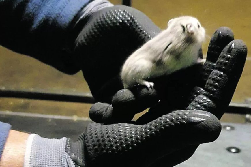 Vliegtuig aan de grond vanwege 130 ontsnapte hamsters aan boord