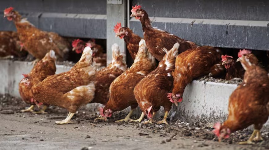 Per direct landelijke ophokplicht voor pluimvee na uitbraak vogelgriep in Putten