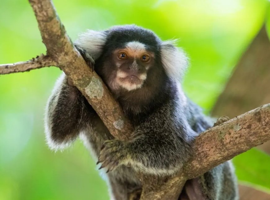 Florida ‘apen fluisteraar’ beschuldigd van verkoop wilde dieren aan beroemdheden