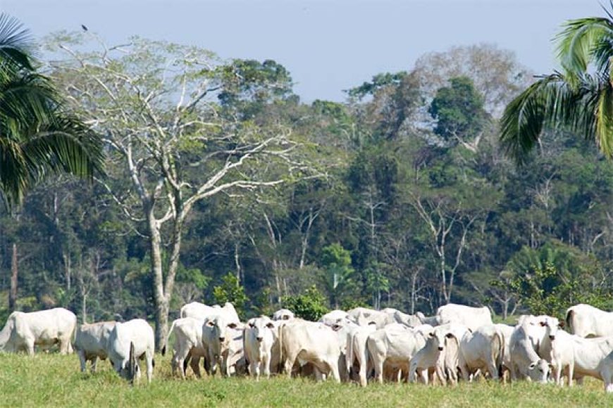 VBS en LVV verdeeld over vee-import: Wat betekent dit voor de Surinaamse veehouderij?