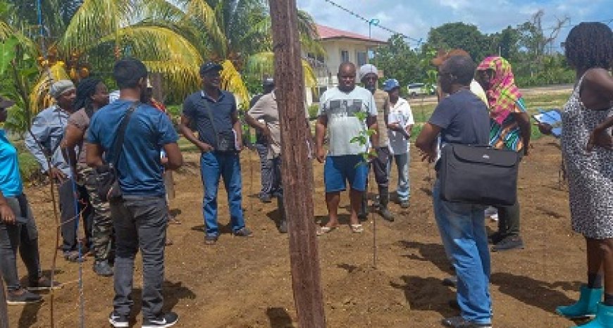 Agro-ondernemers in Coronie getraind in markoesateelt