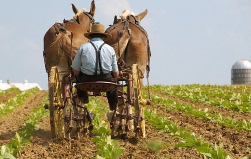 Mennonieten werken in Suriname: Een stil succesverhaal