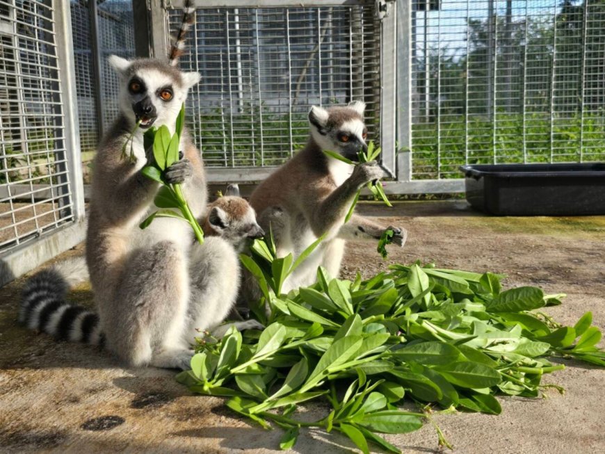 Bijna 1.000 bedreigde dieren gerepatrieerd naar Madagaskar in mijlpaal tegen handel in wild