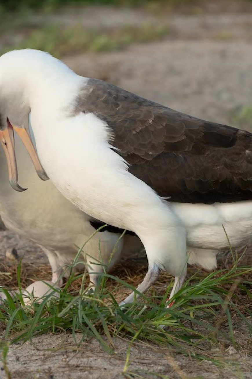 ‘s Werelds oudste vogel in het wild legt op haar 74ste nog een ei