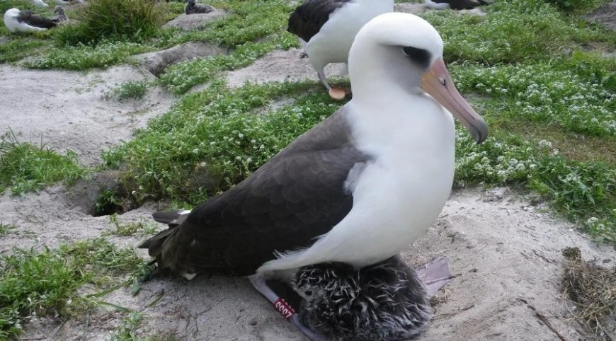 Opmerkelijk – Wisdom, oudste vogel in het wild ter wereld, legt op haar 74e plotseling een ei