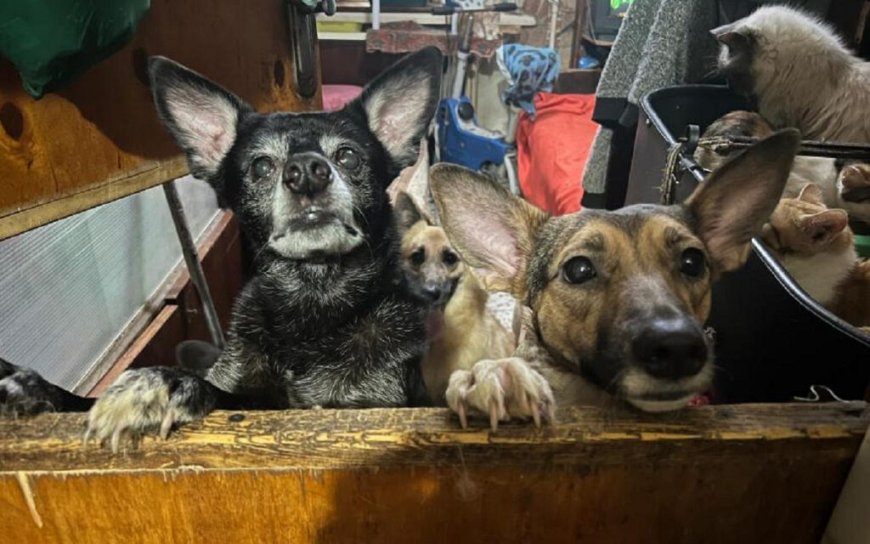 Oorlogsdieren aan de frontlinie in Oekraïne krijgen kerstpakketten