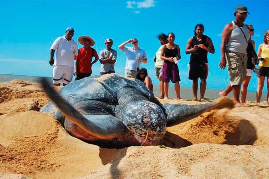 Broedplaatsen zeeschildpadden in gevaar door tekort aan boswachters