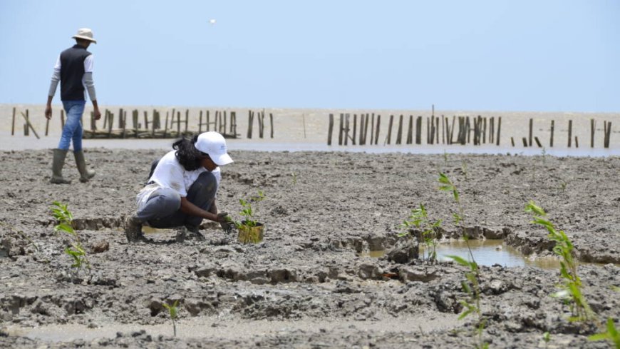 Mangrove Rehabilitatie Project Weg naar Zee ‘on hold’