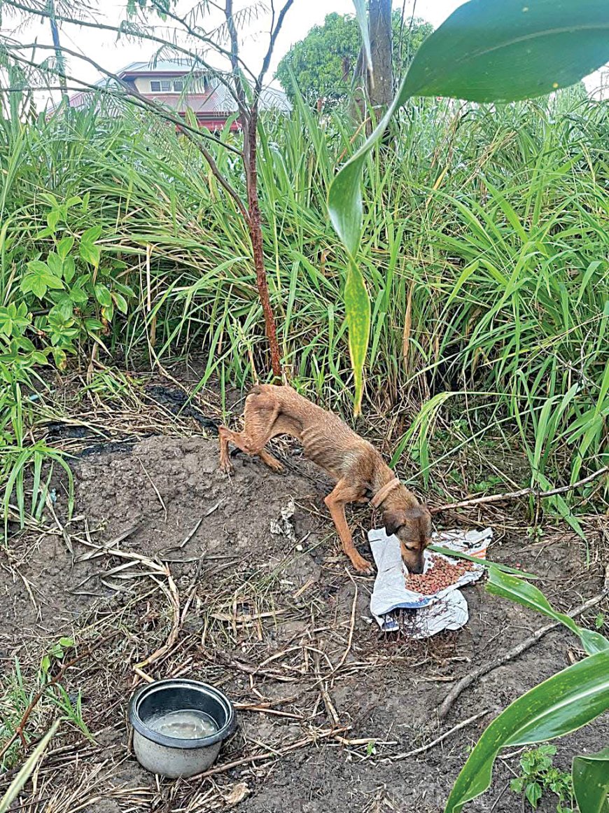 Tientallen honden in erbarmelijke toestand aangetroffen