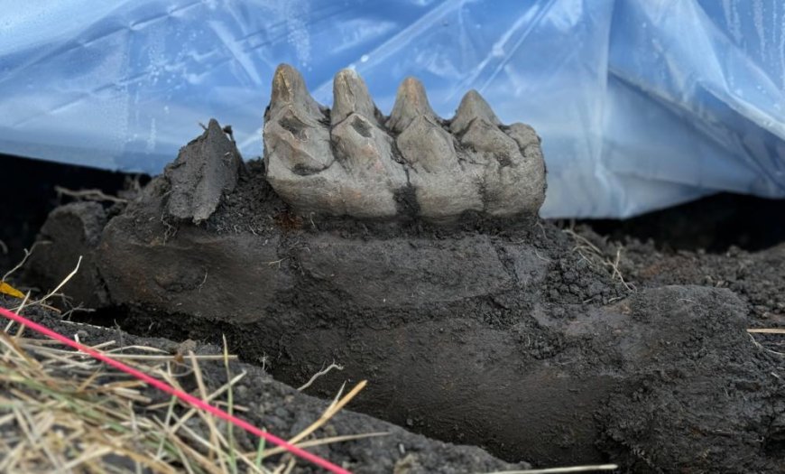 Tuinierende Amerikaan vindt volledige kaak van uitgestorven mastodont