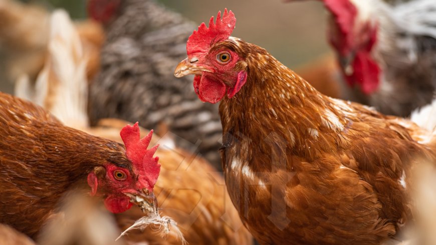 Import van broedeieren en levende vogels uit de VS per direct stopgezet