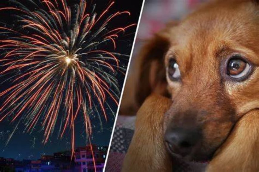 Aandacht gevraagd voor dieren bij afschieten van vuurwerk