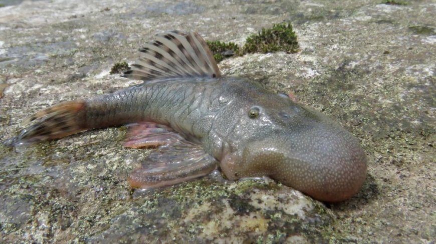 Vis met ‘bizarre ronde’ kop tussen 27 nieuw ontdekte soorten in Peru