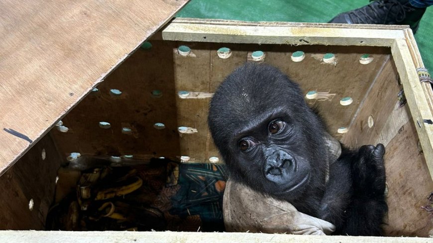 Babygorilla gevonden tijdens smokkelpoging op luchthaven Istanbul (Turkije)