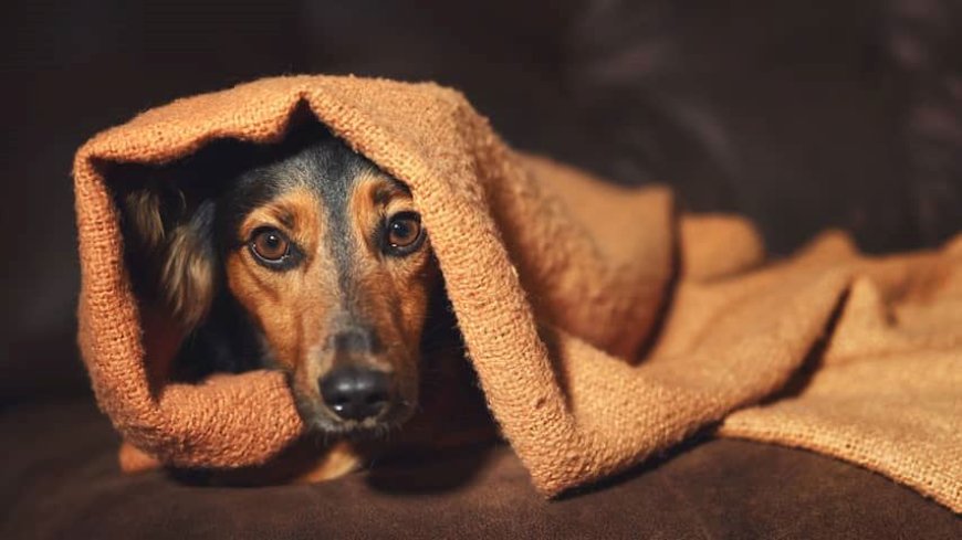 “Vanwege het vuurwerk hebben wij een speciale kamer voor onze vier honden”