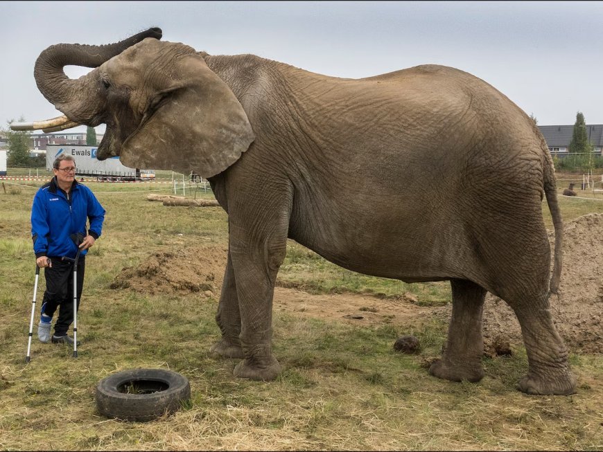 Veelbesproken circusolifant Buba overleden in dierenpark Hongarije