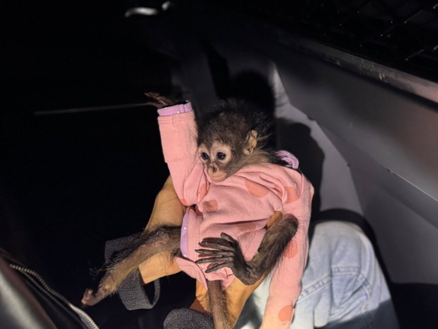 Baby slingeraapje in roze jumpsuit gevonden in Rolls Royce Ghost in Californië   