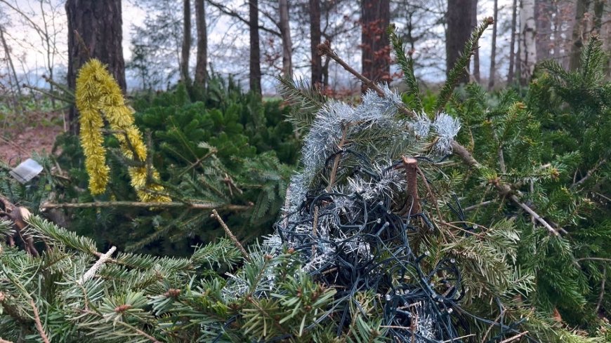 Honderd kerstbomen met versiering gedumpt in Brabants natuurgebied: “Asociaal”