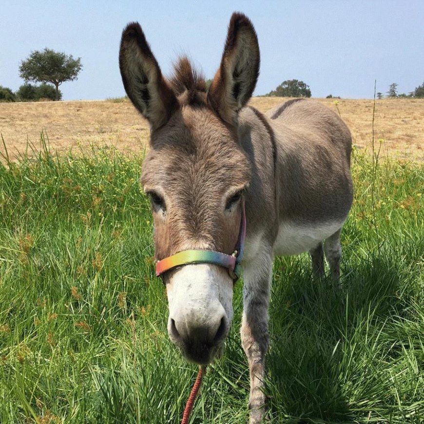 Mini-ezel die inspiratie vormde voor Donkey in filmreeks Shrek overleden