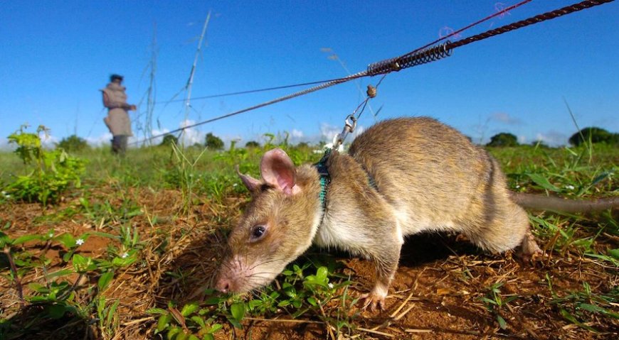 ’s Werelds kleinste helden zijn ratten die landmijnen vinden met hun reukvermogen