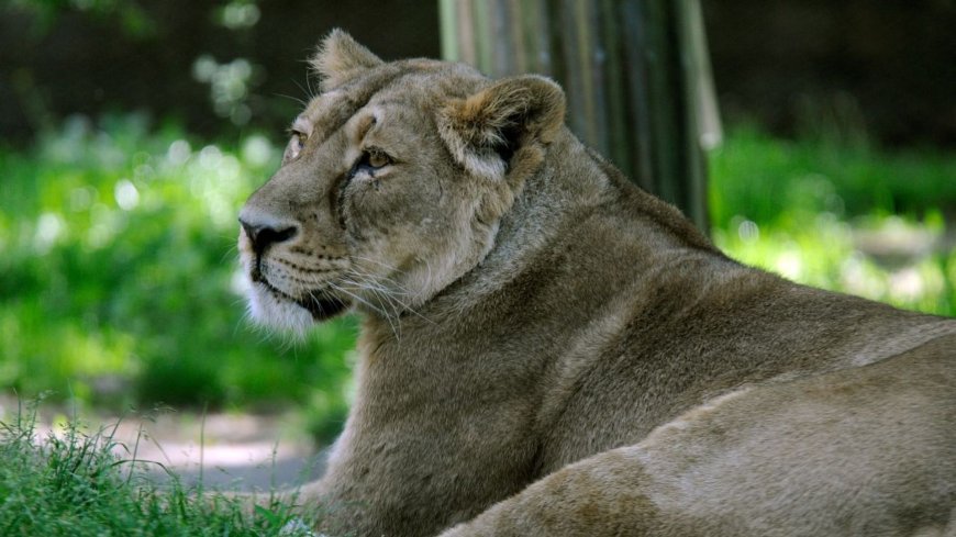 Leeuwin Lalana in Diergaarde Blijdorp dood door kattenleukemie