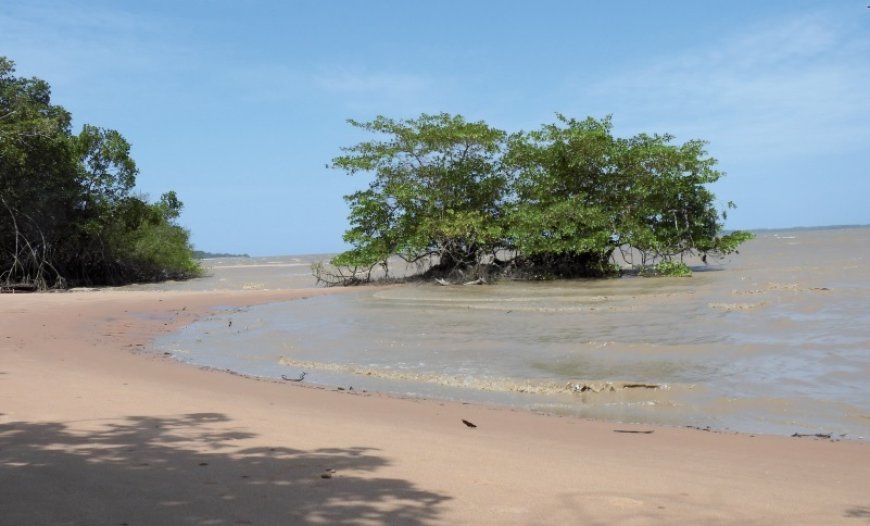 Essay: Op vakantie aan het strand van Galibi – Parbode Sneak Peek