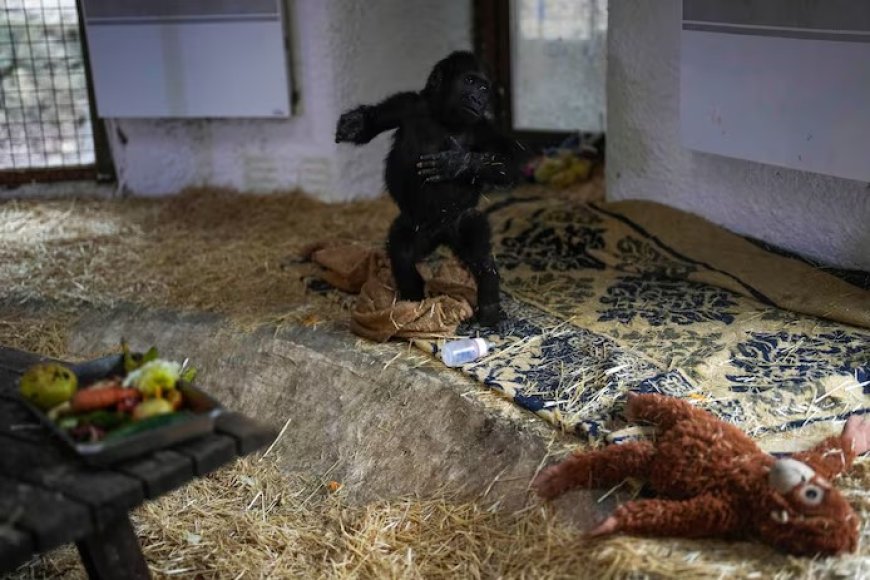 Uit Turks vliegtuigruim geredde babygorilla Zeytin stelt het goed