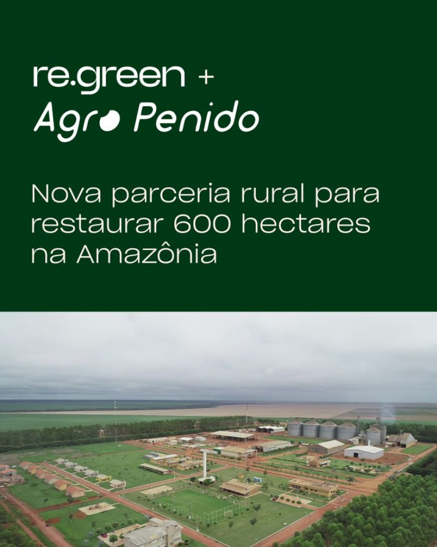 Brazilië werkt samen met agrobedrijf om gedegradeerd Amazonegebied te herbebossen