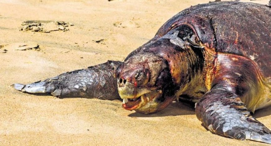 Honderden dode zeeschildpadden spoelen aan op kust van India