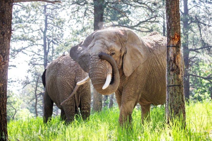 Amerikaanse rechter: De olifant is geen mens 